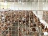 Huíla com produção de aves de corte de duas toneladas mês
