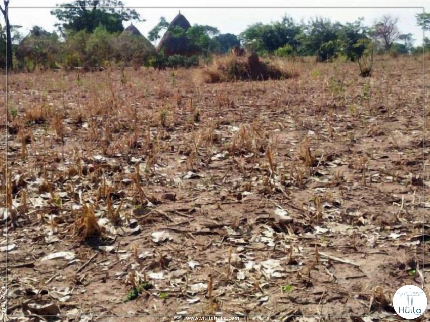 Seca e fome no sul de Angola ganham proporções alarmantes
