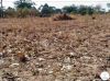Seca e fome no sul de Angola ganham proporções alarmantes