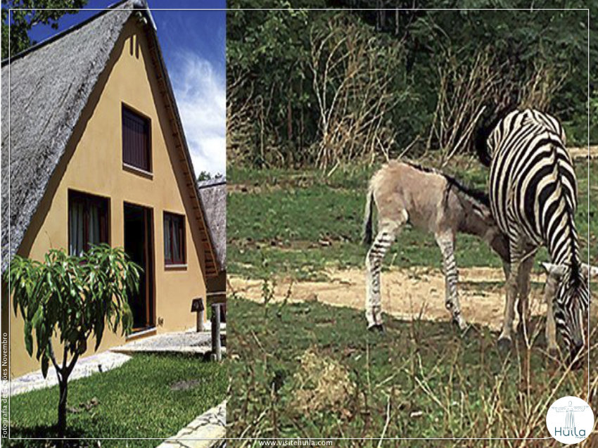 Zebru Pulu, um animal raro, resultante do cruzamento entre um burro e uma zebra © Fotografia por: Edições Novembro