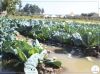 AGRICULTORES LAMENTAM ATRASO NA CEDÊNCIA DO CRÉDITO DE CAMPANHA 