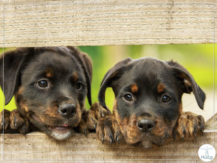 IMUNIZADOS MAIS DE 400 ANIMAIS DE ESTIMAÇÃO
