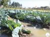 ADRA CRIA HORTA COMUNITÁRIA NOS GAMBOS