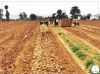 COOPERATIVA 1º DE MAIO MULTIPLICA PRODUÇÃO DA BATATA RENA