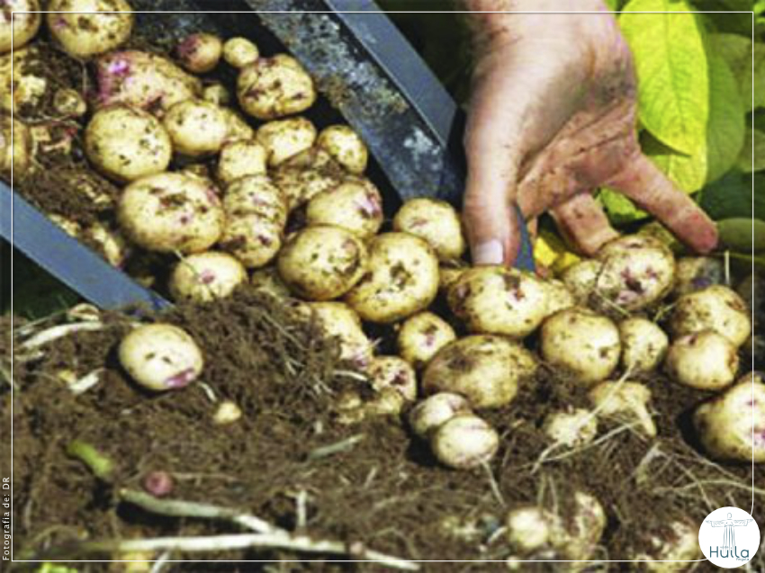 Escassez de chuvas prejudica 30 por cento da colheita