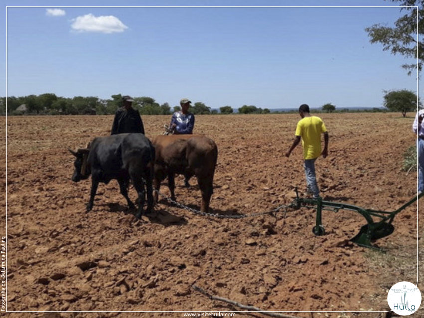 HUÍLA PREPARA 600 MIL HECTARES PARA CAMPANHA AGRÍCOLA