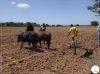 HUÍLA PREPARA 600 MIL HECTARES PARA CAMPANHA AGRÍCOLA