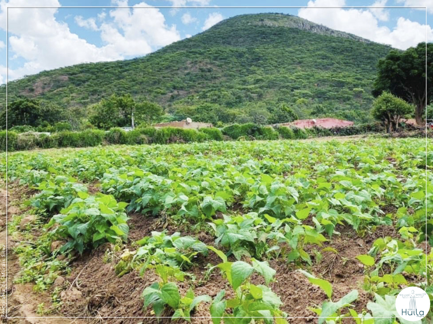 Hortas comunitárias ganham terreno em Caluquembe