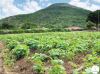 Hortas comunitárias ganham terreno em Caluquembe