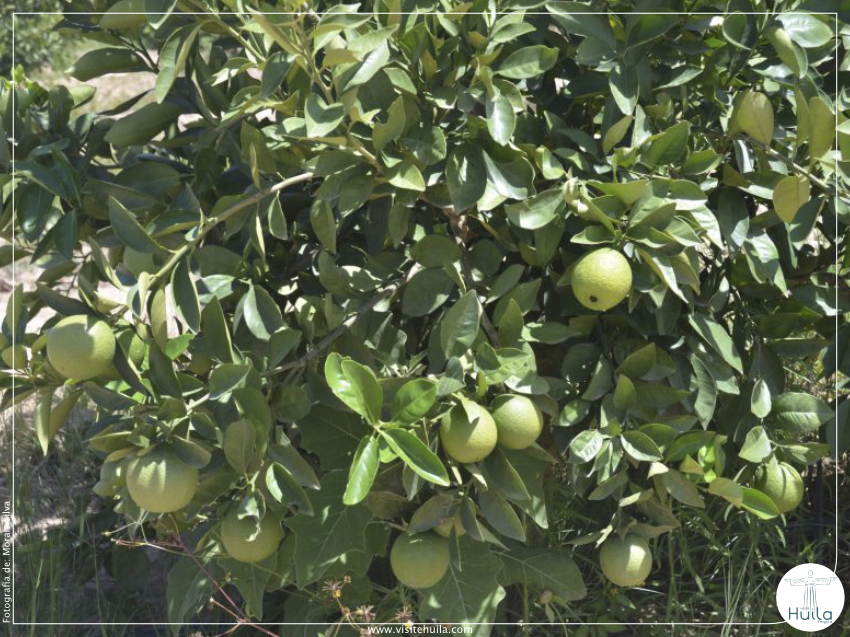 INICIATIVA AGRÍCOLA CATÓLICA LANÇA À TERRA CENTENAS DE FRUTEIRAS