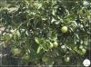 INICIATIVA AGRÍCOLA CATÓLICA LANÇA À TERRA CENTENAS DE FRUTEIRAS