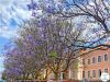 Jacarandá