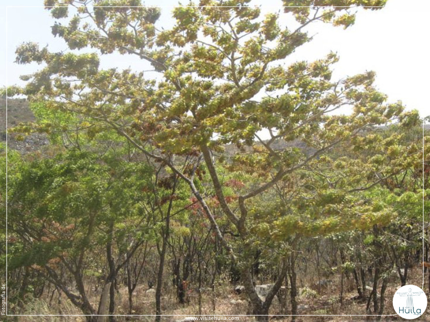 RESERVA AMBIENTAL INCENDIADA NA HUMPATA