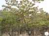 RESERVA AMBIENTAL INCENDIADA NA HUMPATA