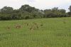 Angola aposta na conservação da biodiversidade