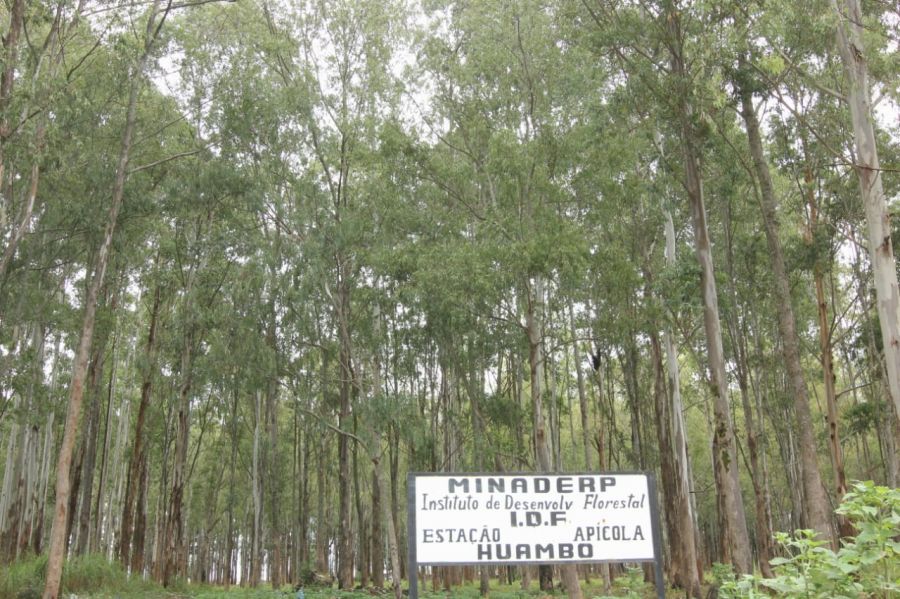 HUÍLA REGISTA 15 INCÊNDIOS FLORESTAIS/MÊS