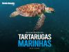 16 DE JUNHO - DIA INTERNACIONAL DAS TARTARUGAS MARINHAS
