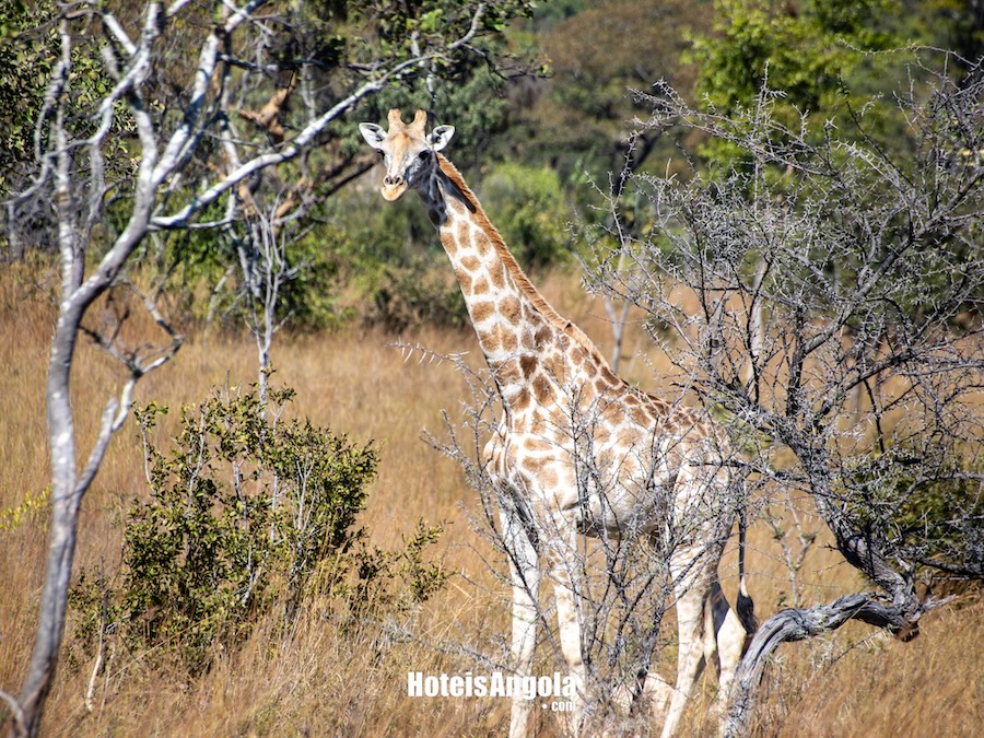 Mumba Lodge: Unforgettable Safari in the heart of Kuvango