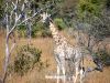 Mumba Lodge: Safari Inesquecível no Coração do Kuvango